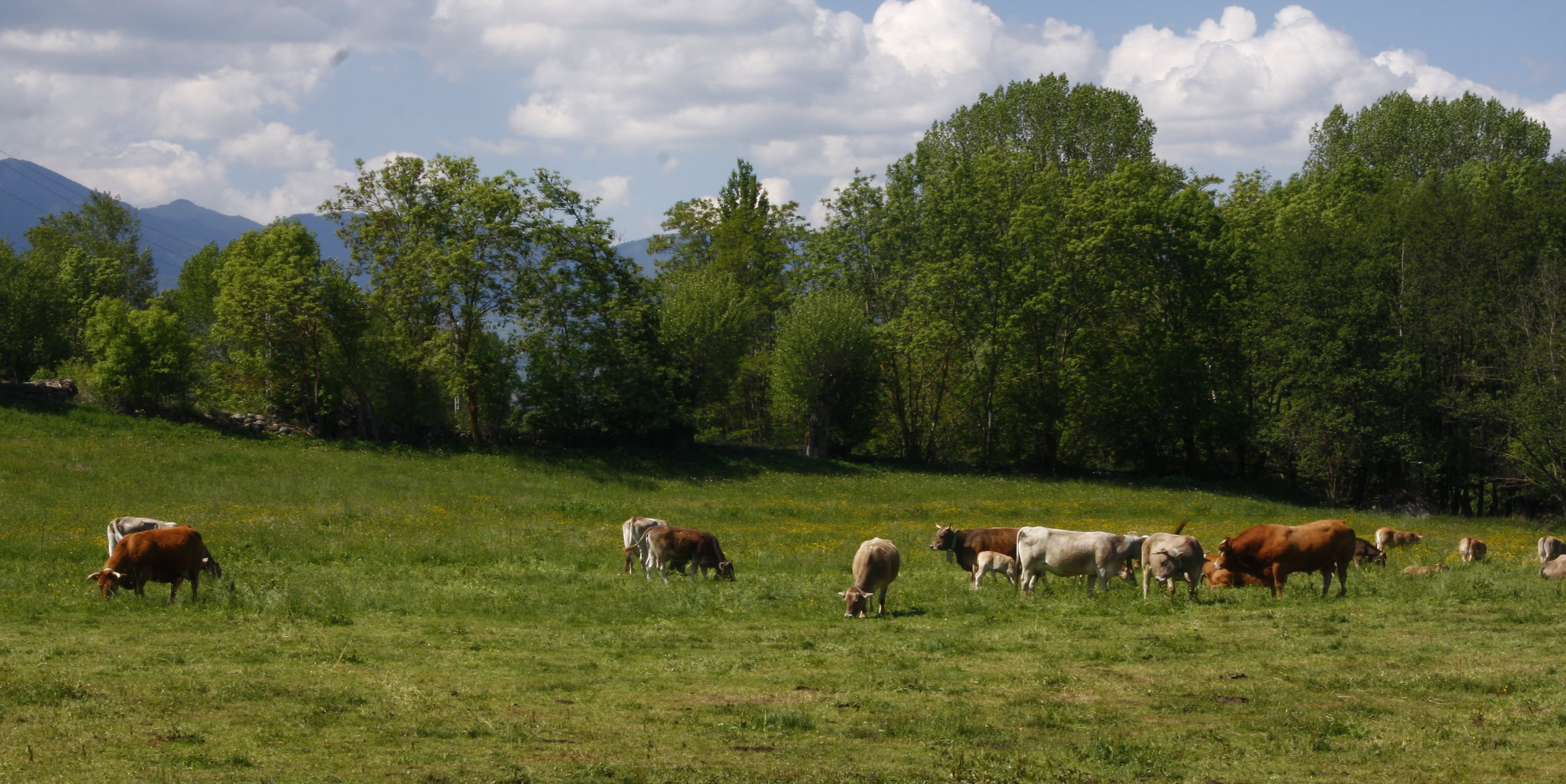 vacas en el prado